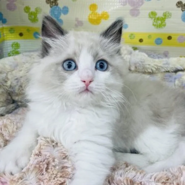 ID：2303-02876の子猫