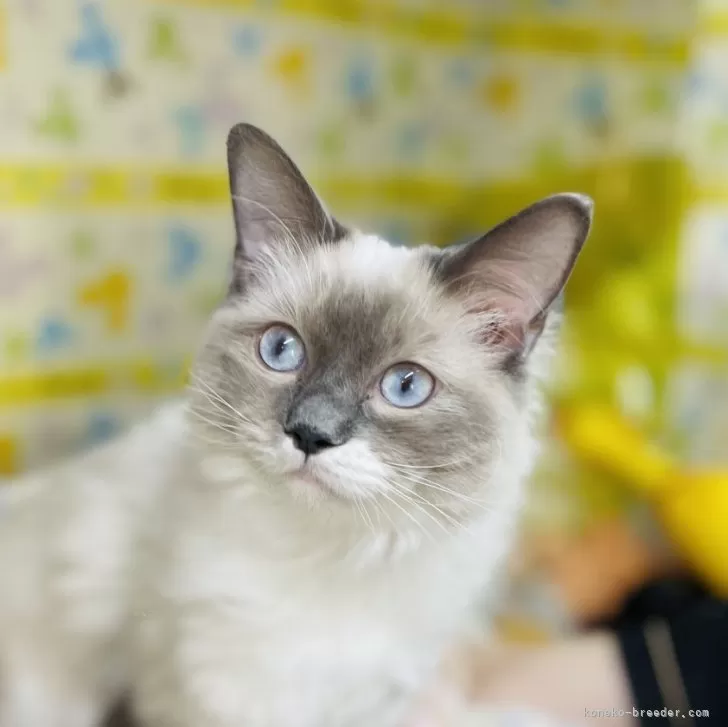 ID:2404-02353の子猫