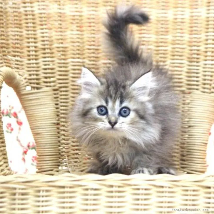 ID:2207-02891の子猫