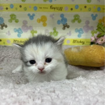 サイベリアン【山形県・女の子・2024年3月10日・キャリコ】の写真「おてんばな元気いっぱい女の子😸」