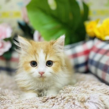 ラガマフィン【山形県・女の子・2024年4月7日・レッドタビー&ホワイト】の写真「人懐こい子です」