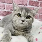 ブリティッシュショートヘア