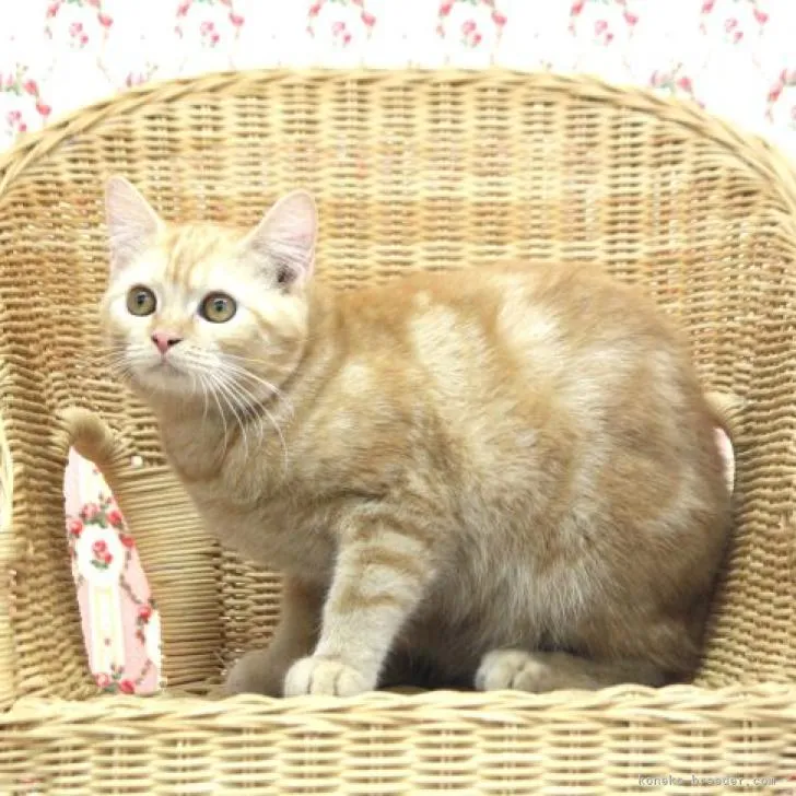 ID：2207-01815の子猫