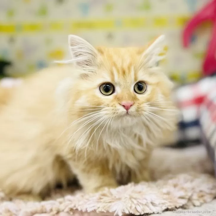 ID:2501-00972の子猫