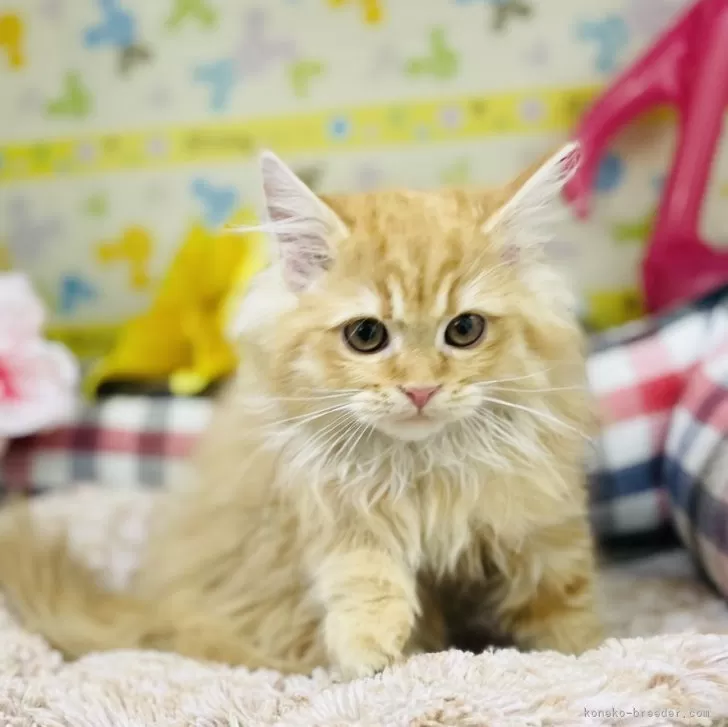 ID:2501-00975の子猫