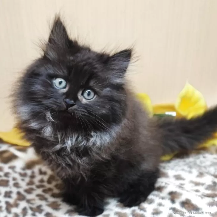 ID：2412-01374の子猫