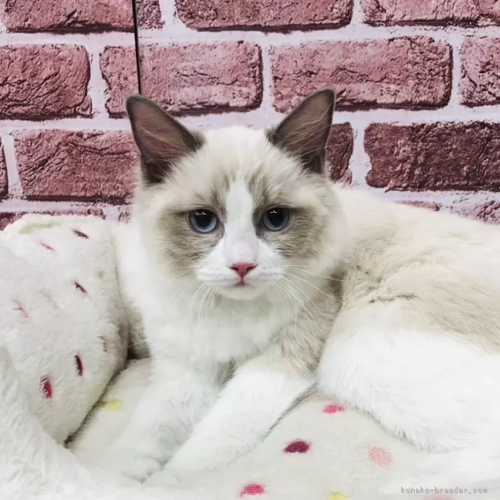 ID：2504-00125の子猫