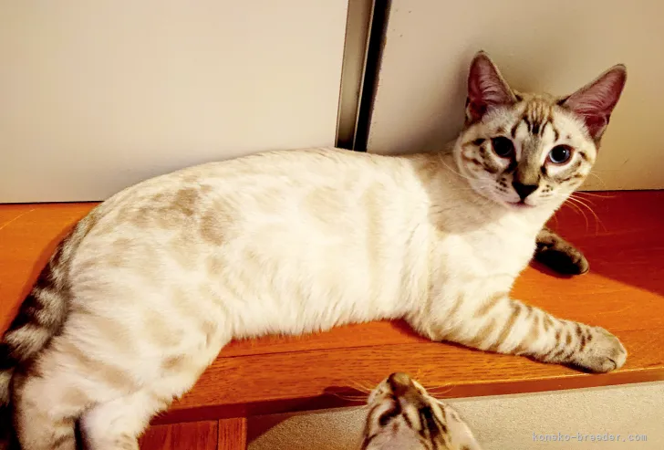 ID：2201-01604の子猫