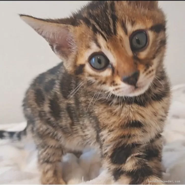 ID:2403-02365の子猫