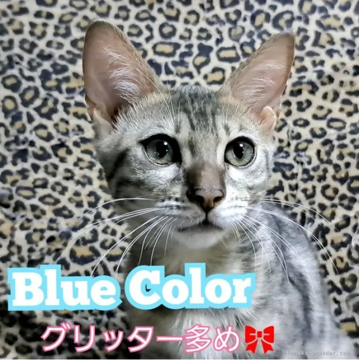 ID：2309-01276の子猫