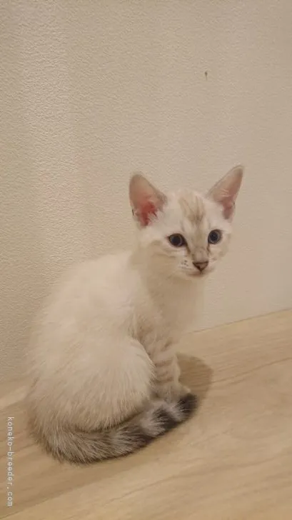 ID：2104-02696の子猫