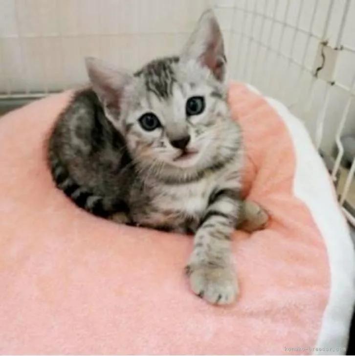 ID:2208-02713の子猫