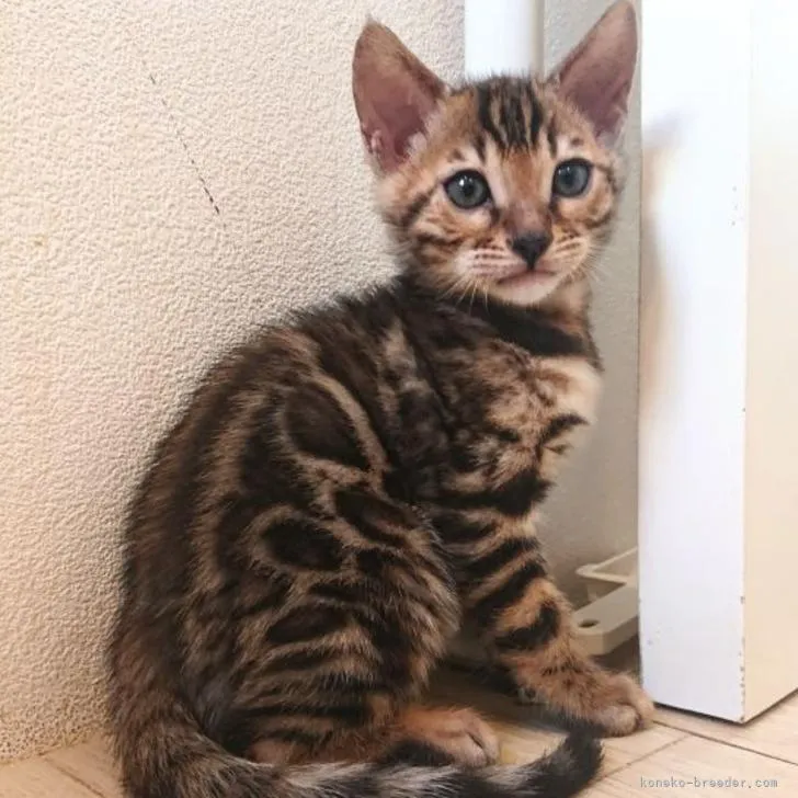 ID：2211-00607の子猫