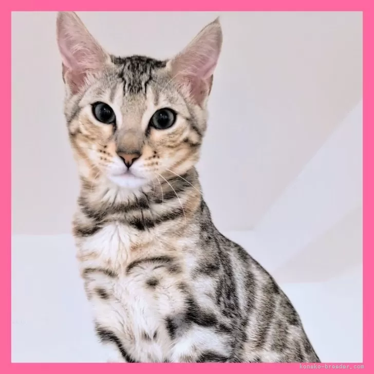 T.S 様のお迎えした子猫