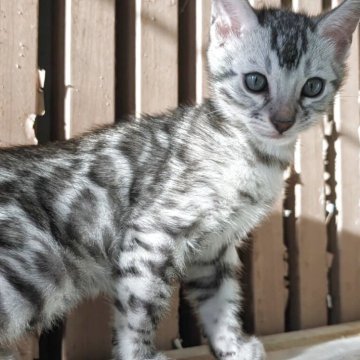 ベンガル【東京都・男の子・2025年9月22日・ブラックシルバー スポテッドタビー（ツヤツヤのシルクタッチ）】の写真「小顔でモデル体型のママから産まれた美形男子っ☺️✨」