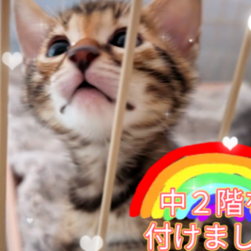 ベンガル【東京都・女の子・2025年9月22日・ブラウンスポテッドタビー ロゼット（ツヤツヤのシルクタッチ）】の写真「「美猫の子は美猫」と言う言葉の通りです😺」