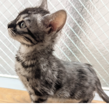 ベンガル【東京都・女の子・2026年1月28日・シルバーチャコール（シルクタッチ）】の写真「画像をご覧下さい🙏」