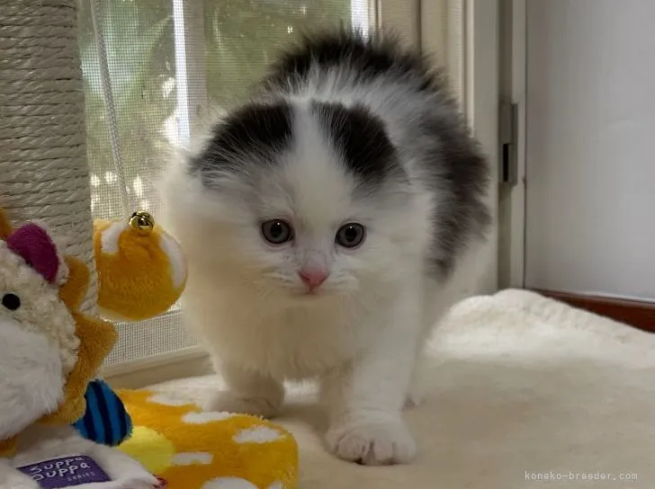 ID:2112-01504の子猫