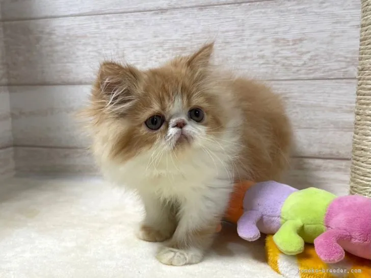 ID:2111-01400の子猫
