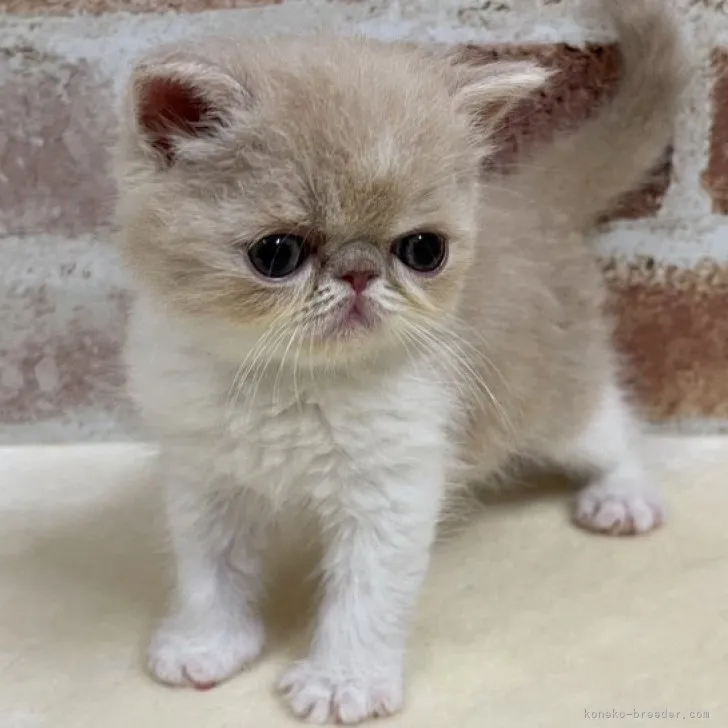 ID：2308-01701の子猫