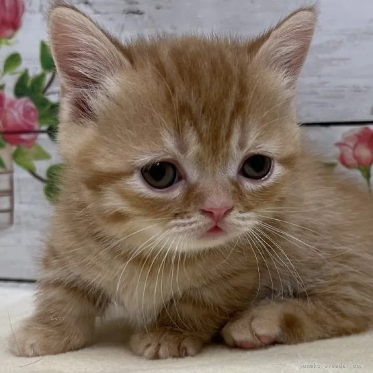 K.I 様のお迎えした子猫