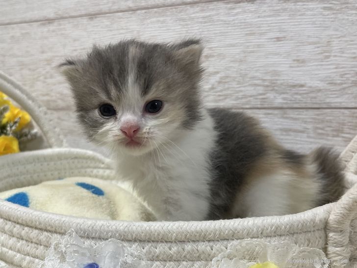 COCO 様のお迎えした子猫