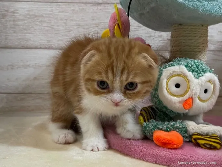 ID:2201-01041の子猫