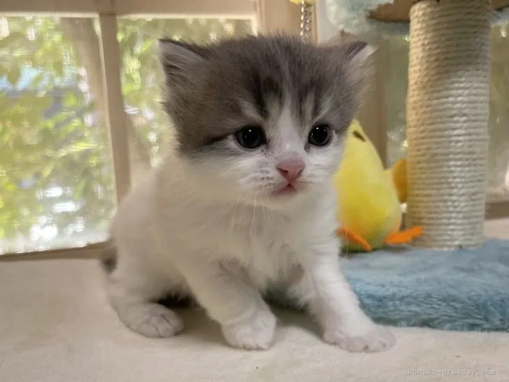 ID：2110-02496の子猫