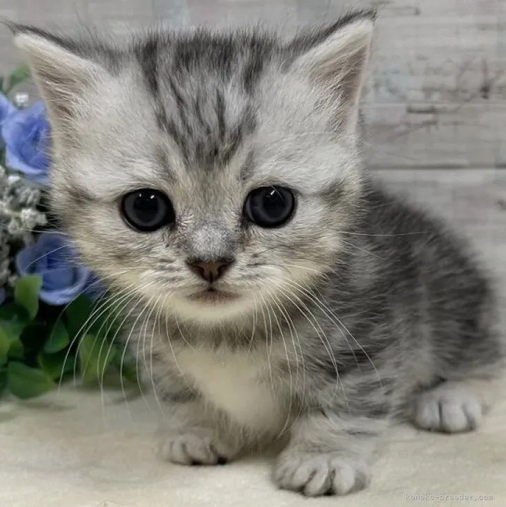 けーた 様のお迎えした子猫