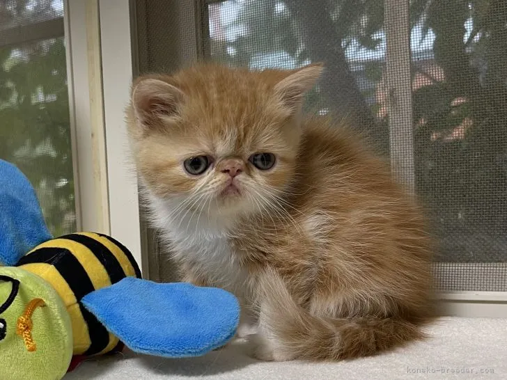 ID：2110-00055の子猫