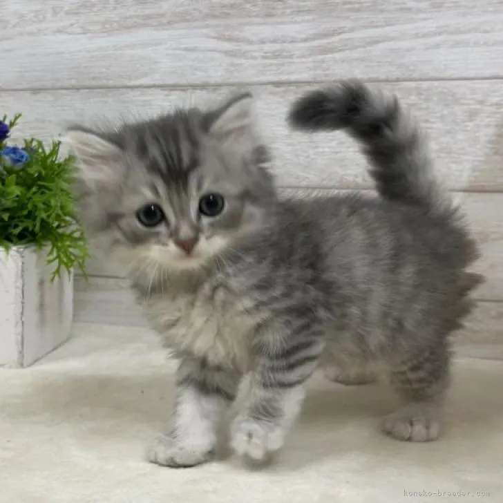 ID：2209-02406の子猫