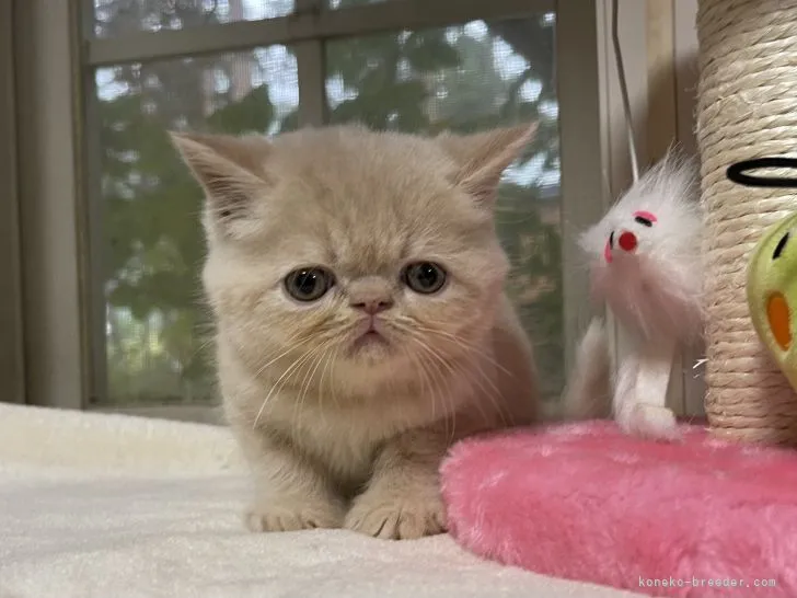 くくる 様のお迎えした子猫