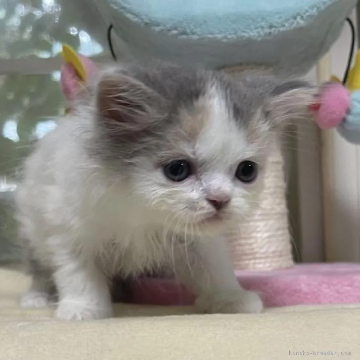 ID：2207-00302の子猫