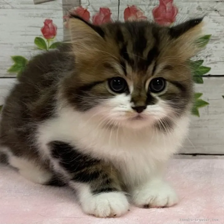 ID:2310-00250の子猫
