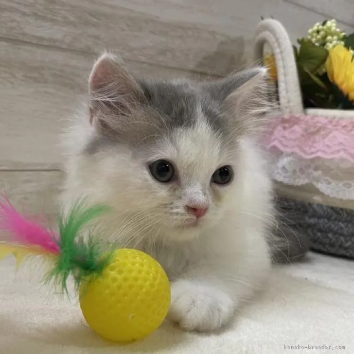 ID:2207-00305の子猫