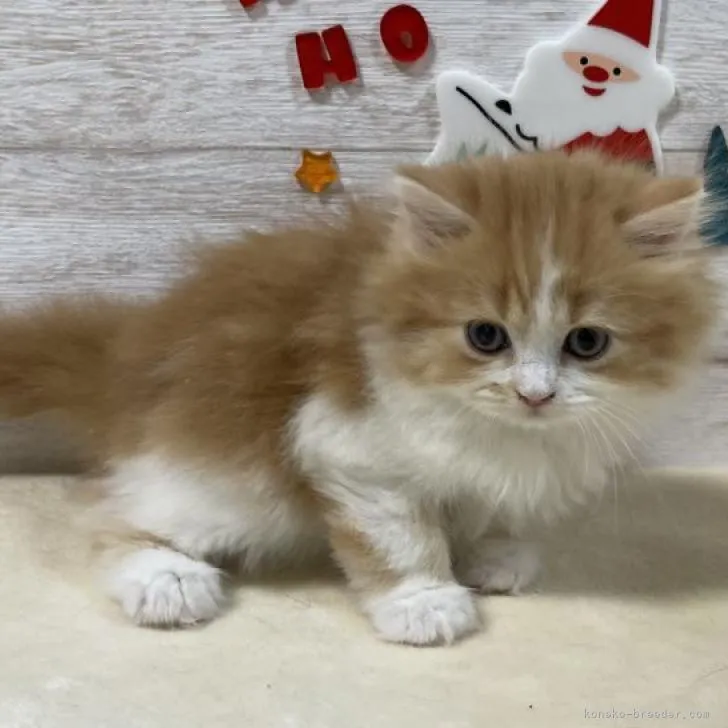 ID:2212-00519の子猫