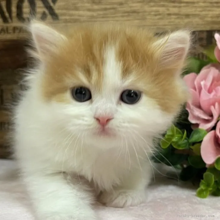 ID：2304-02036の子猫