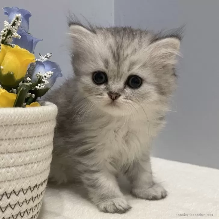 ID:2409-01983の子猫