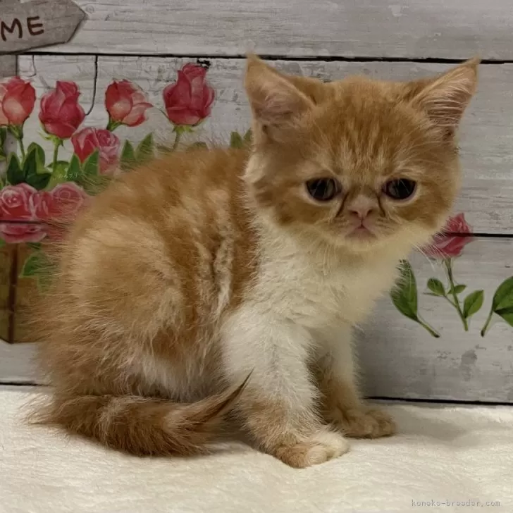 ID:2408-00619の子猫