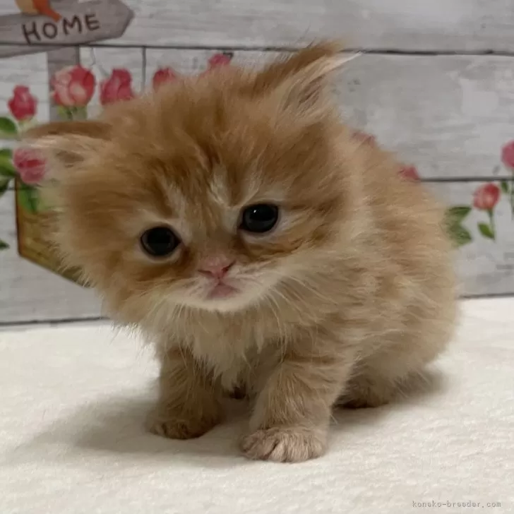 ID:2411-01611の子猫