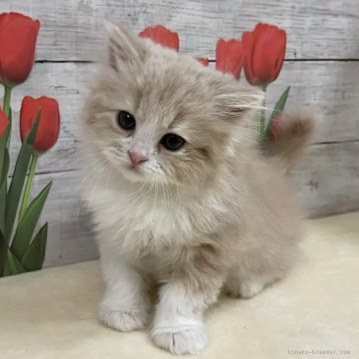 ID:2304-00904の子猫