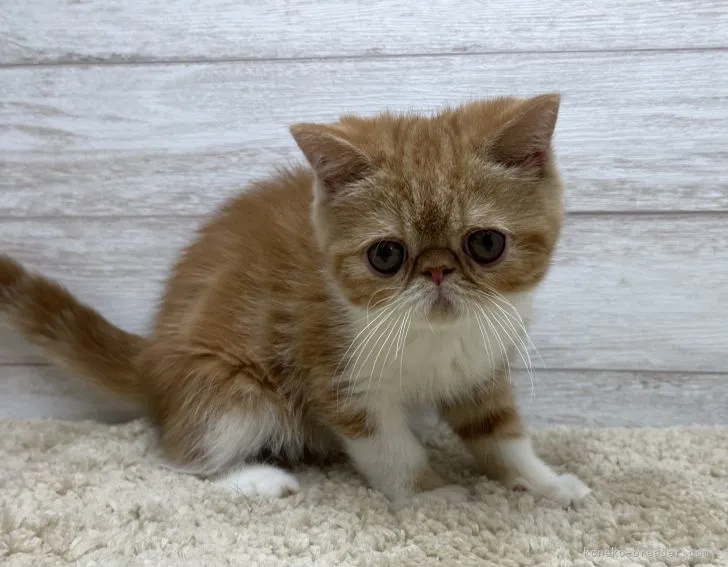 ID：2106-01870の子猫