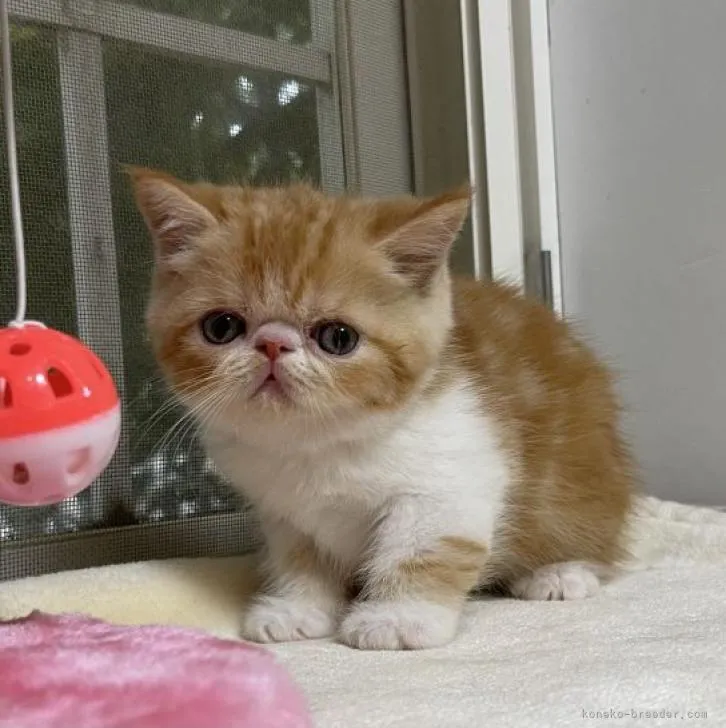 ID：2210-01429の子猫