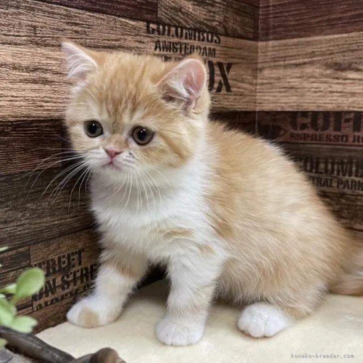 ID:2301-02176の子猫