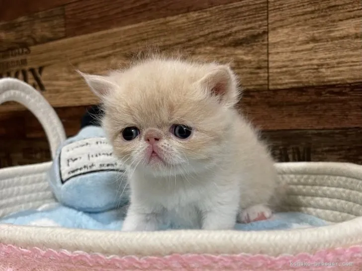 ID:2204-02233の子猫