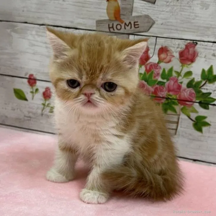 ID：2301-02174の子猫