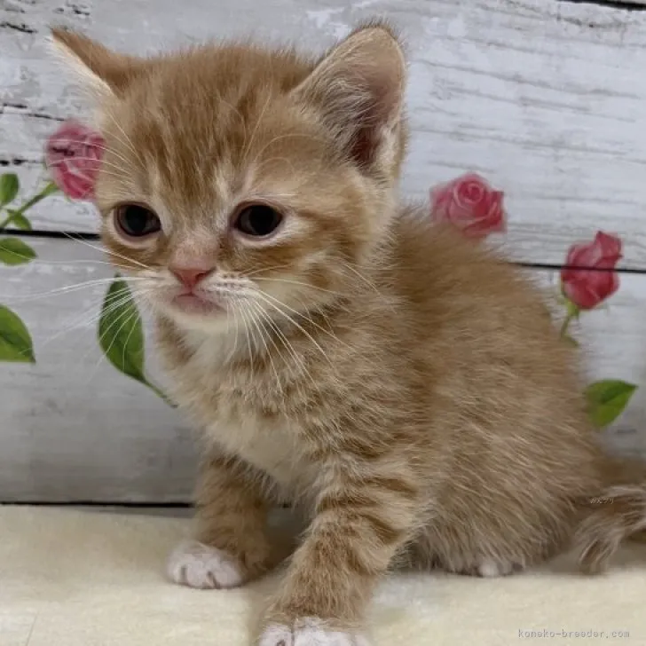 ID：2311-01146の子猫