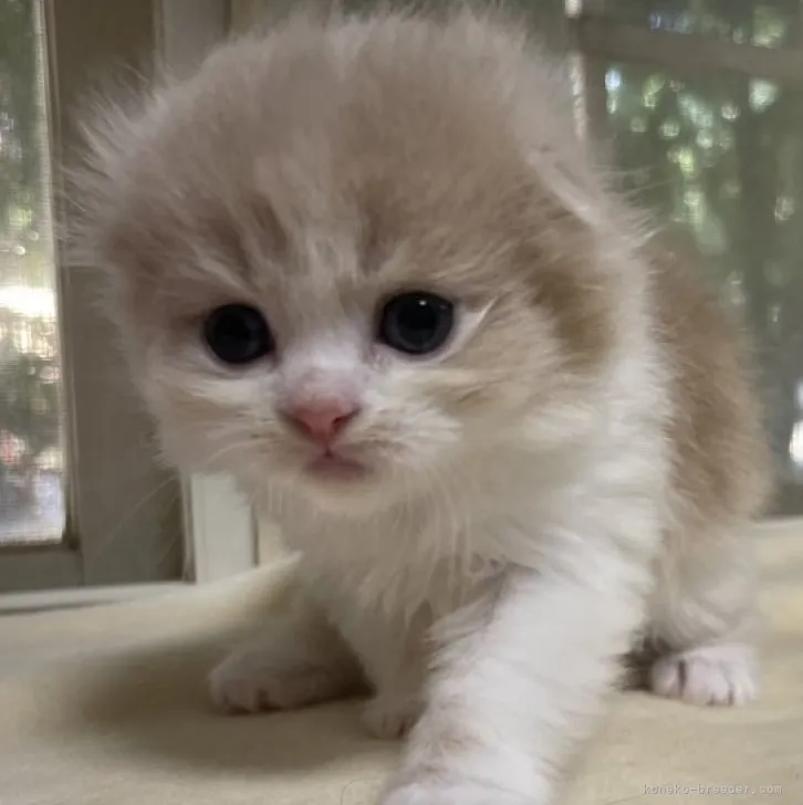 ID:2307-00233の子猫