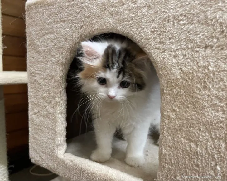 ID:2106-01471の子猫