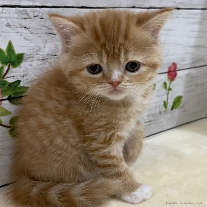 ID：2311-01147の子猫